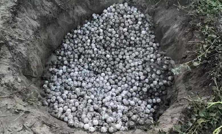 detienen a persona con mil 800 huevos de tortuga