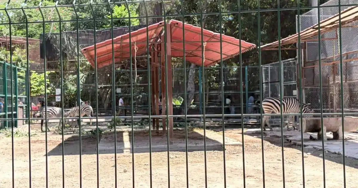 El Centenario refuerza más de 20 espacios tras ingreso de perros ferales