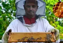 El oro dulce de Yucatán la miel que endulza los hogares y conquista al mundo