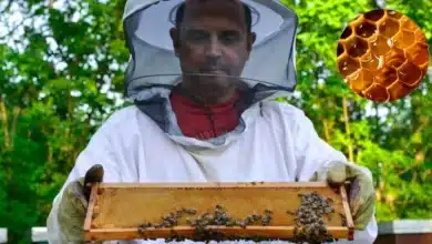 El oro dulce de Yucatán la miel que endulza los hogares y conquista al mundo