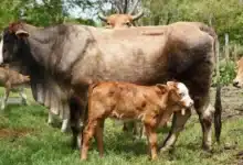 Laboratorio contra el gusano barrenador en Yucatán será en octubre (Foto de cortesía)