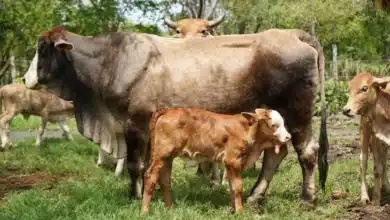 Laboratorio contra el gusano barrenador en Yucatán será en octubre (Foto de cortesía)