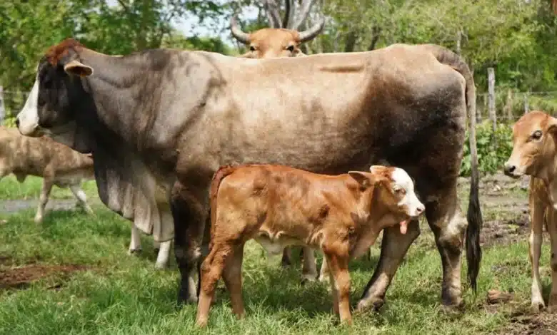 Laboratorio contra el gusano barrenador en Yucatán será en octubre (Foto de cortesía)