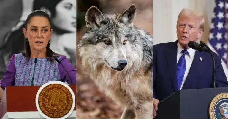 Lobo mexicano: Sheinbaum pide coordinación con USA para su protección (Fotos de internet)