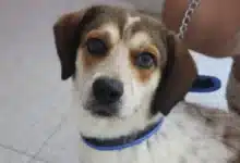 mérida refuerza atención y prevención ante aumento de casos de miasis en animales