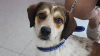 mérida refuerza atención y prevención ante aumento de casos de miasis en animales