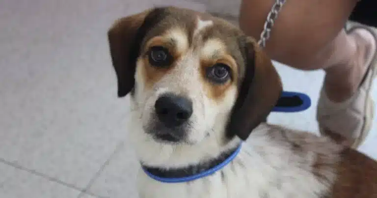 mérida refuerza atención y prevención ante aumento de casos de miasis en animales