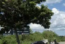 mérida tiene pendiente actualizar su inventario de árboles desde 2021