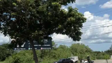 mérida tiene pendiente actualizar su inventario de árboles desde 2021