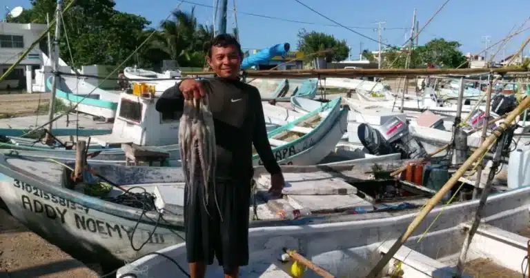 primer mes de captura de pulpo cierra con 4,200 toneladas