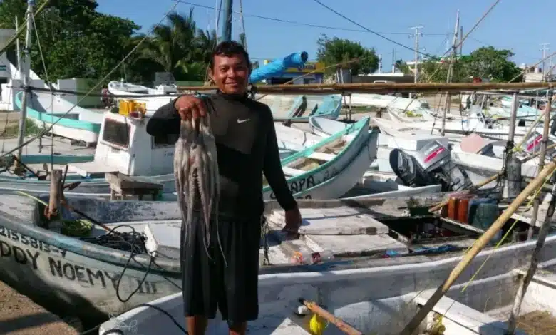 primer mes de captura de pulpo cierra con 4,200 toneladas