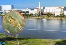 ssy espera dictamen sobre causas de proliferación de ameba en lago de mérida