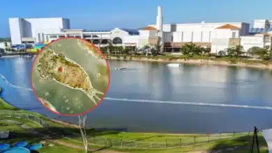 ssy espera dictamen sobre causas de proliferación de ameba en lago de mérida