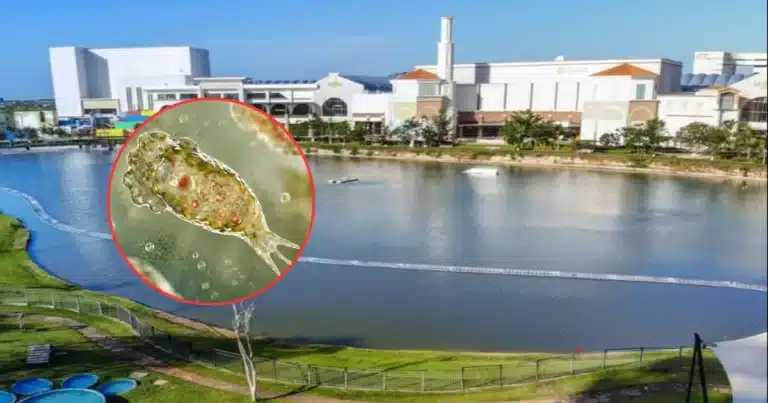 ssy espera dictamen sobre causas de proliferación de ameba en lago de mérida