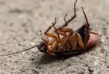 ¿más cucarachas en yucatán te contamos por qué (1)