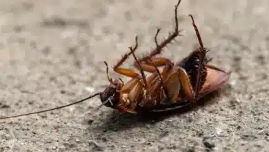 ¿más cucarachas en yucatán te contamos por qué (1)