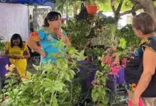 bazar de plantas llegará a la feria del mucbipollo en mérida