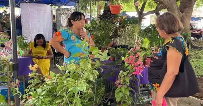 bazar de plantas llegará a la feria del mucbipollo en mérida