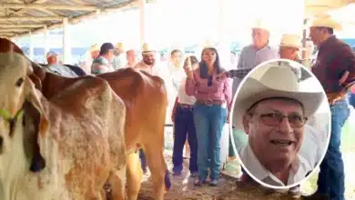congreso mundial brahman impulsaría ventas de ganado yucateco