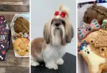crece la oferta de cuidados y servicios para mascotas