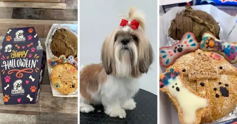 crece la oferta de cuidados y servicios para mascotas
