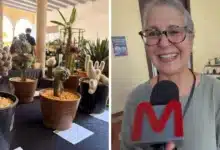 en riesgo de extinción, 80% de las cactáceas y suculentas de yucatán