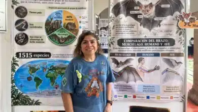 Murciélagos enfrentan creciente amenaza en Yucatán (Foto de cortesía)