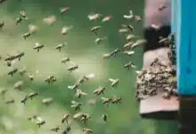 Aumentan 129.7% los casos de picadura de abeja en Yucatán (Foto de internet)