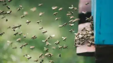 Aumentan 129.7% los casos de picadura de abeja en Yucatán (Foto de internet)