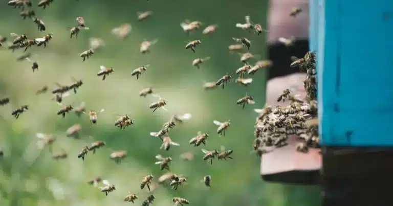 Aumentan 129.7% los casos de picadura de abeja en Yucatán (Foto de internet)
