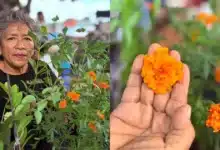 X’pujuc, flor de Janal Pixan en riesgo de desaparecer en Yucatán (Foto de Iridiany Martín)