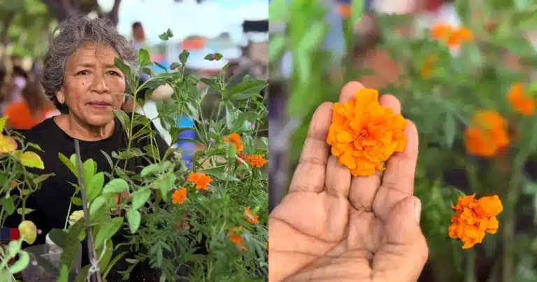 X’pujuc, flor de Janal Pixan en riesgo de desaparecer en Yucatán (Foto de Iridiany Martín)