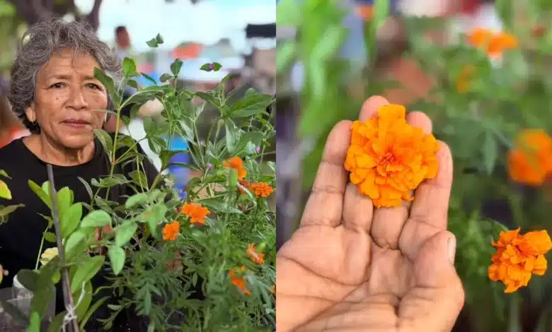X’pujuc, flor de Janal Pixan en riesgo de desaparecer en Yucatán (Foto de Iridiany Martín)