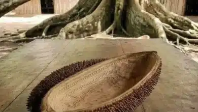 El peine de la Xtabay (Foto de internet)