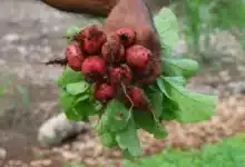 Huertos en casa, una vía hacia la autosuficiencia alimentaria en Yucatán (Foto de internet)