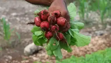 Huertos en casa, una vía hacia la autosuficiencia alimentaria en Yucatán (Foto de internet)