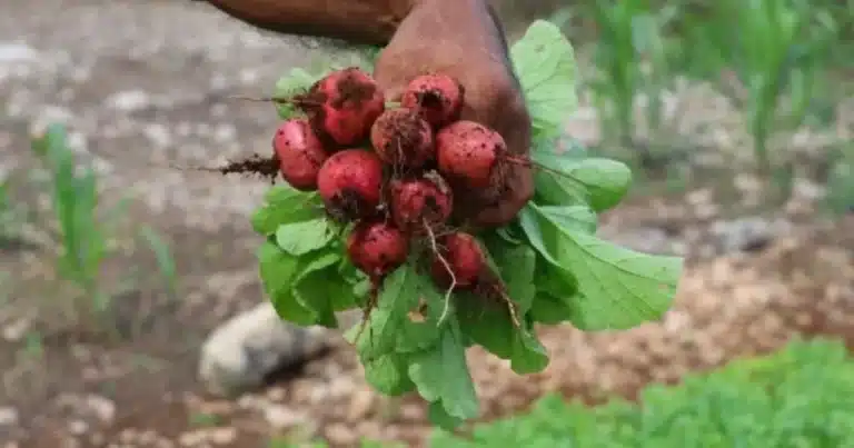 Huertos en casa, una vía hacia la autosuficiencia alimentaria en Yucatán (Foto de internet)