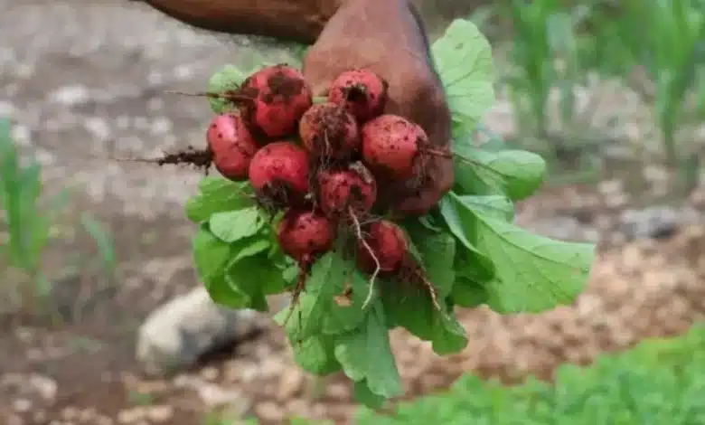 Huertos en casa, una vía hacia la autosuficiencia alimentaria en Yucatán (Foto de internet)