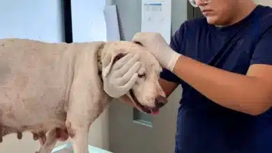 Oso y Blanquis fueron entregados voluntariamente al CEMAA por su tutor (Foto de cortesía)