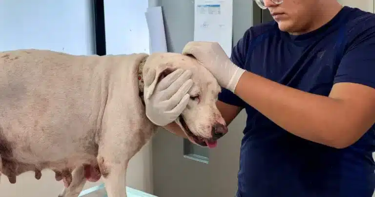 Oso y Blanquis fueron entregados voluntariamente al CEMAA por su tutor (Foto de cortesía)