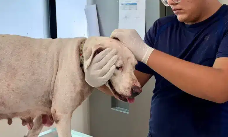 Oso y Blanquis fueron entregados voluntariamente al CEMAA por su tutor (Foto de cortesía)