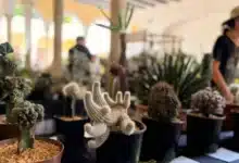 exhiben más de 600 cactus y suculentas en yucatán en 12ª exposición