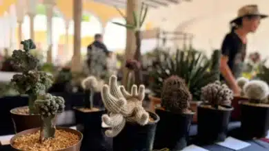 exhiben más de 600 cactus y suculentas en yucatán en 12ª exposición