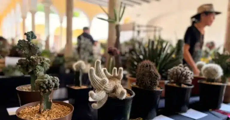 exhiben más de 600 cactus y suculentas en yucatán en 12ª exposición