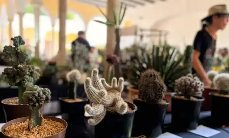 exhiben más de 600 cactus y suculentas en yucatán en 12ª exposición