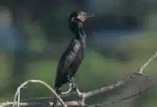 invitan a monitoreo de aves urbanas en el cementerio de xoclán
