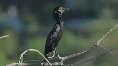 invitan a monitoreo de aves urbanas en el cementerio de xoclán