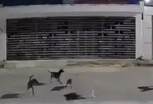 jaurías en mérida comités vecinales se coordinan para capturar y atender perros