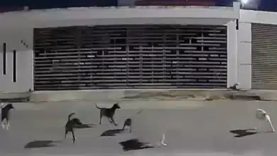 jaurías en mérida comités vecinales se coordinan para capturar y atender perros