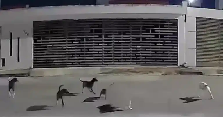 jaurías en mérida comités vecinales se coordinan para capturar y atender perros